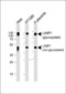 LAMP1 Antibody (N-term)